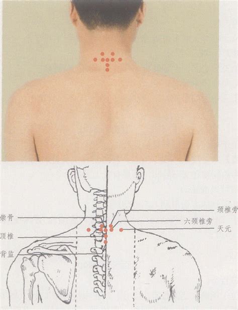 天元穴|天元在人体什么位置？